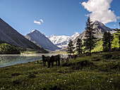 horses grazing, Akkemskoye Ozero, Kara-Tyurek, Belucha, Altai, Siberia, Russia