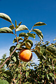 Oranges ripening in Orange trees, Cuevas, Andalusia, Spain, orange tree, Europe