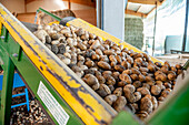 Kartoffeln, Kartoffel-Ernte, Ernte, Bauer, Landwirtschaft, Biobauer, Bioanbau, Bayern, Deutschland, Europa
