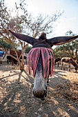 donkey on a farm, Agia Galini, Crete, Greece, Europe