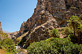 Palmen, Fluß, Palmenhain, Schlucht, Preveli, Kreta, Griechenland, Europa