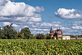 vineyards in Medoc, Bordeaux, Gironde, Aquitaine, France, Europe, Chateau Lascombes, vineyard in Medoc, Margeaux,  grapevine, Bordeaux, Gironde, Aquitaine, France, Europe