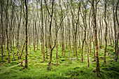 ein in Irland eher seltenes Waldstück bei Klosteranlage Glendalough, Grafschaft Wicklow, Irland, Europa