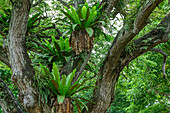 Tropischer Baum mit Epiphyten, Stadtpark, Singapur