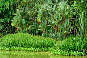 Teich mit Palmen und üppiger Vegetation, Botanische Gärten Singapur, UNESCO Welterbe Singapore Botanical Gardens, Singapur