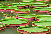 Seerosenblätter in Teich, Botanische Gärten Singapur, UNESCO Welterbe Singapore Botanical Gardens, Singapur