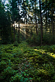 Sonnenstrahlen im Wald bei Nebel, Hopelser Wald, Friedeburg, Wittmund, Ostfriesland, Niedersachsen, Deutschland, Europa