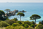 Pinien am Plage Palombaggia, Korsika, Frankreich
