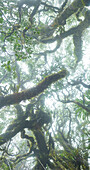 Forêt de Bebour, Reunion, France