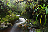 gorge in the Forêt de Bebour, Reunion, France