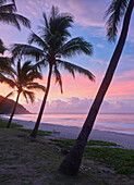 palms on Grande Anse beach