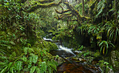 gorge in the Forêt de Bebour, Reunion, France