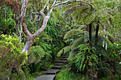 Le Trou de fer way to the view point, the Forêt de Bebour, Reunion, France