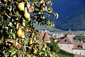 Obstanbau am Renaissance-Schloß Goldrain, Vinschgau, Südtirol, Italien