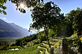 fruitgrowing near Latsch in the Vinschgau, South Tyrol, Italy