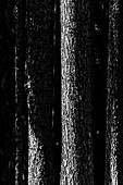 Grafisch wirkendes Schwarz-Weiß Motiv von seitlich beleuchteten Nadelholzstämmen, Aldein, Südtirol, Alto Adige , Italien