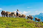 Cows on the Alpe di Siusi listen to an Alphorn player, Compatsch, South Tyrol, Alto Adige, Italy