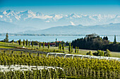 Apple plantation, orchard, Wasserburg, Lake Constance, in the back the Swiss Alps, Allgaeu, Bavaria, Germany