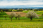 Blühende Obstbäume und Schweizer Alpenpanorama, Ausblick vom Höchsten, Bodensee, Baden-Württemberg, Deutschland