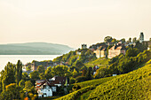View of vineyards at Lake Constance, Meersburg, Lake Constance, Baden-Württemberg, Germany