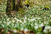 Frühlingsknotenblume (Leucojum vernum), auch Märzenbecher, Hintelestal, Fridingen an der Donau, Naturpark Obere Donau, Baden-Württemberg, Deutschland