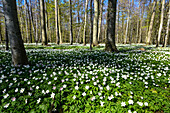Spring flowers in woods, Kellenhusen,  Schleswig Holstein, Germany