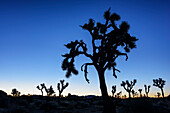 Joshua-Baum steht als Silhouette gegen Nachthimmel, Joshua Tree Nationalpark, Kalifornien, USA