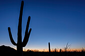 Säulenkakteen stehen gegen Nachthimmel, Saguaro Nationalpark, Arizona, USA
