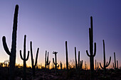 Säulenkakteen stehen gegen Nachthimmel, Saguaro Nationalpark, Arizona, USA