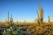 Saguaro cacti, Saguaro National Park, Arizona, USA