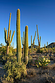Säulenkakteen, Saguaro Nationalpark, Arizona, USA