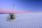 Seifen-Palmlilie steht in der Dämmerung in weißen Sanddünen, White Sands National Monument, New Mexico, USA