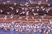 Snow geese flying towards lake, Bosque del Apache National Wildlife Refuge, New Mexico, USA