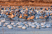Snow geese and cranes standing in lake, Bosque del Apache National Wildlife Refuge, New Mexico, USA