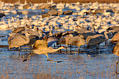 Crane taking off from lake, Bosque del Apache National Wildlife Refuge, New Mexico, USA