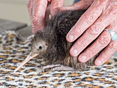 Kiwi chick being hand reared at the Whangarei Native Bird Recovery Centre.