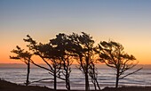 Pine silhouettes at dusk, Devil's Punchbowl State Natural Area, Oregon, USA.