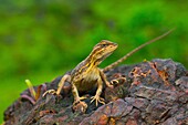 The fan-throated lizard, Sitana ponticeriana- pregnant female, Kaas, Maharashtra, India.