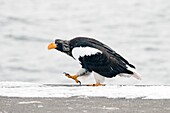 Steller's sea eagle (Haliaeetus pelagicus), Japan.