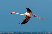 European Flamingo, Great Flamingo, Phoenicopterus roseus, in Flight, Saintes-Maries-de-la-Mer, Parc naturel régional de Camargue, Languedoc Roussillon, France.
