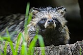 Raccoon Dog, Nyctereutes procyonoides, Sitting in Hollow Log.