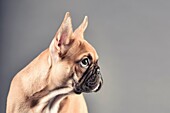 Studio portrait of a french bulldog in front of a grey background.