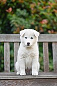 Blue eyed puppy sitting on bench.