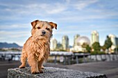 Norfolk Terrier dog in the city.