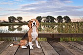Outdoor portrait of a beagle puppy.
