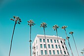A line of tropical palm trees in front of an old hotel, turquoise sky, in La Jolla, California