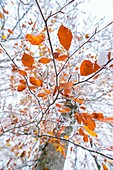 Beech (Fagus sylvatica), Snowy forest in autumn, Sierra Cebollera Natural Park, La Rioja, Spain, Europe.