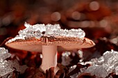 Mushroom in a woodland with ice. Aveto valley, Genoa, Italy, Europe.