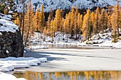 Larches reflections on the iced waters of Mufule Lake. Valmalenco, Valtellina, Sondrio, Lombardy, Italy, Europe.