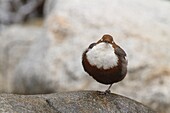 Lombardy, Italy. Dipper.